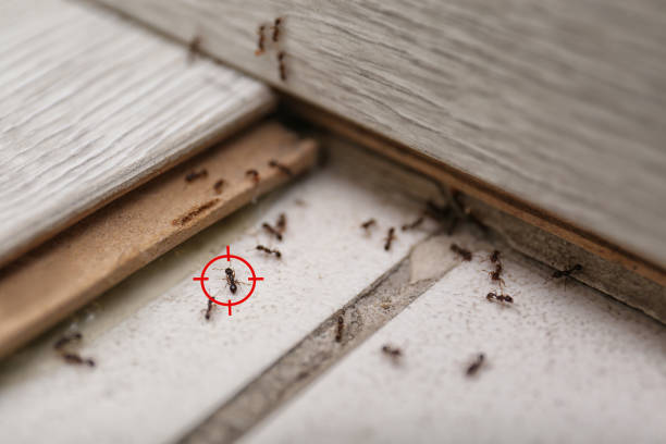 Best Insect Control  in Ennis, TX