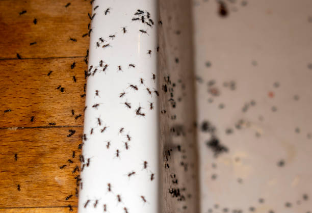 Best Pest Removal Services  in Ennis, TX